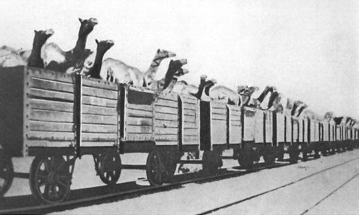 Перевозка верблюдов в Палестину.jpg