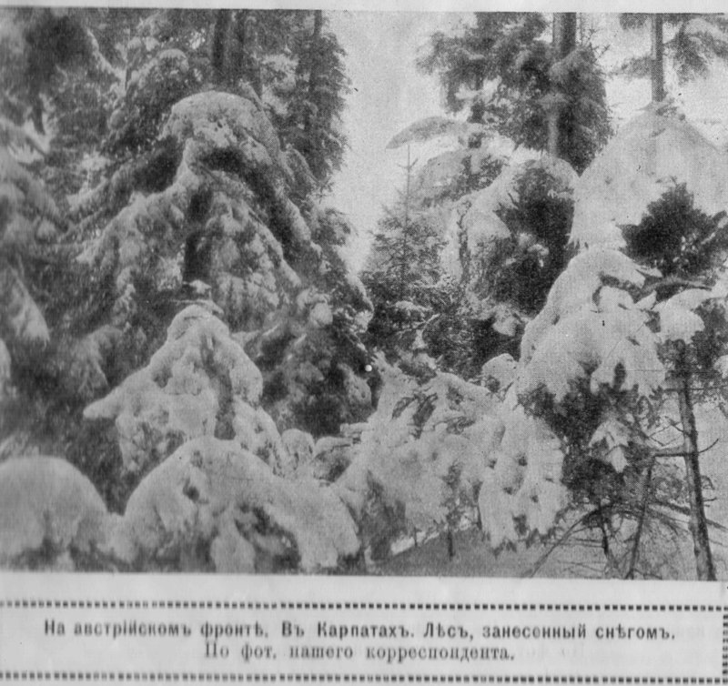 лес в снегу.jpg